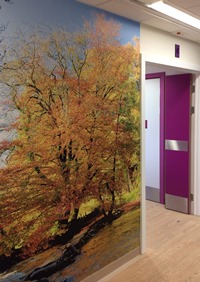 Wall art print of autumn trees