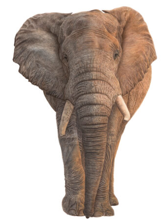 Painting of a elephant