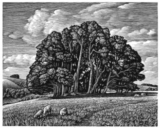 Wood engraving of sheep in front of a wood at Win Green looking from Berwick Down
