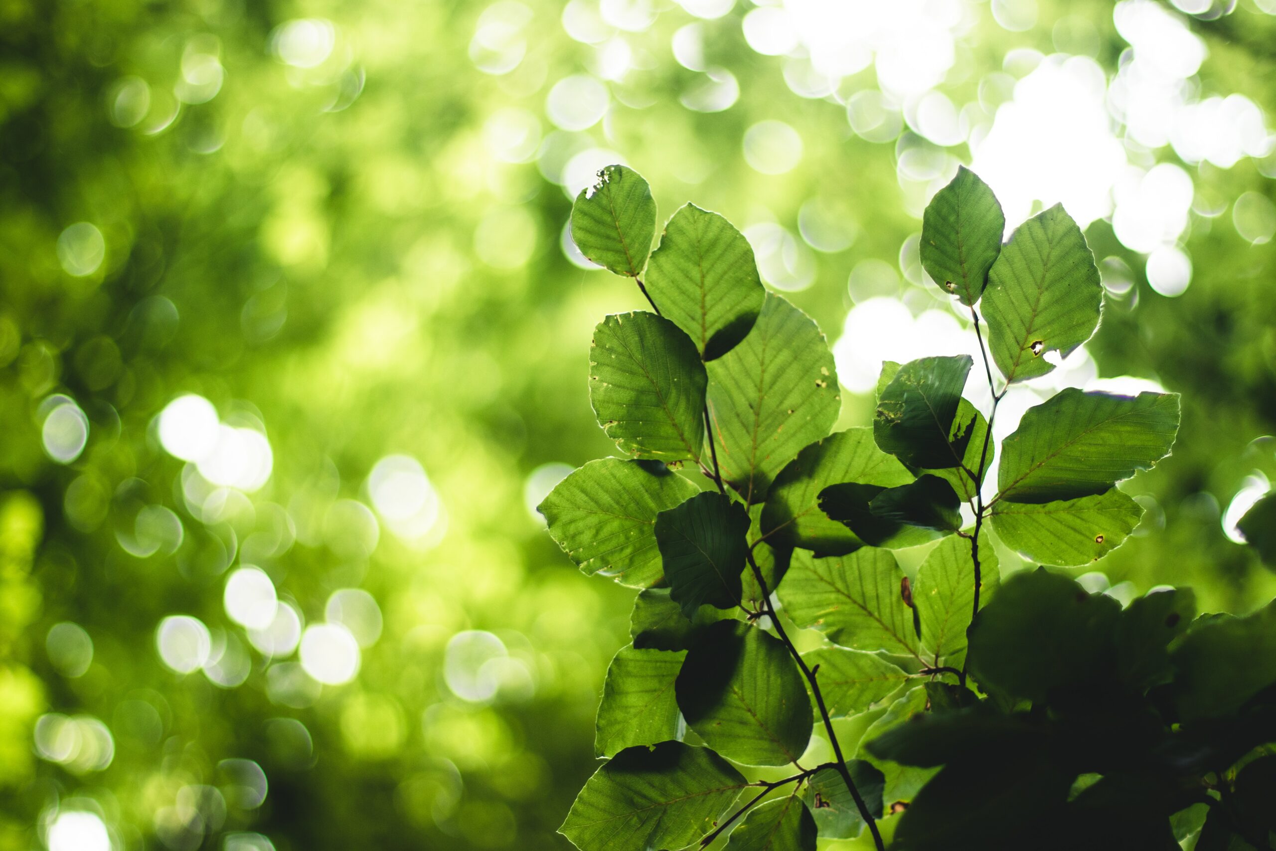 Decorative image showing leaves