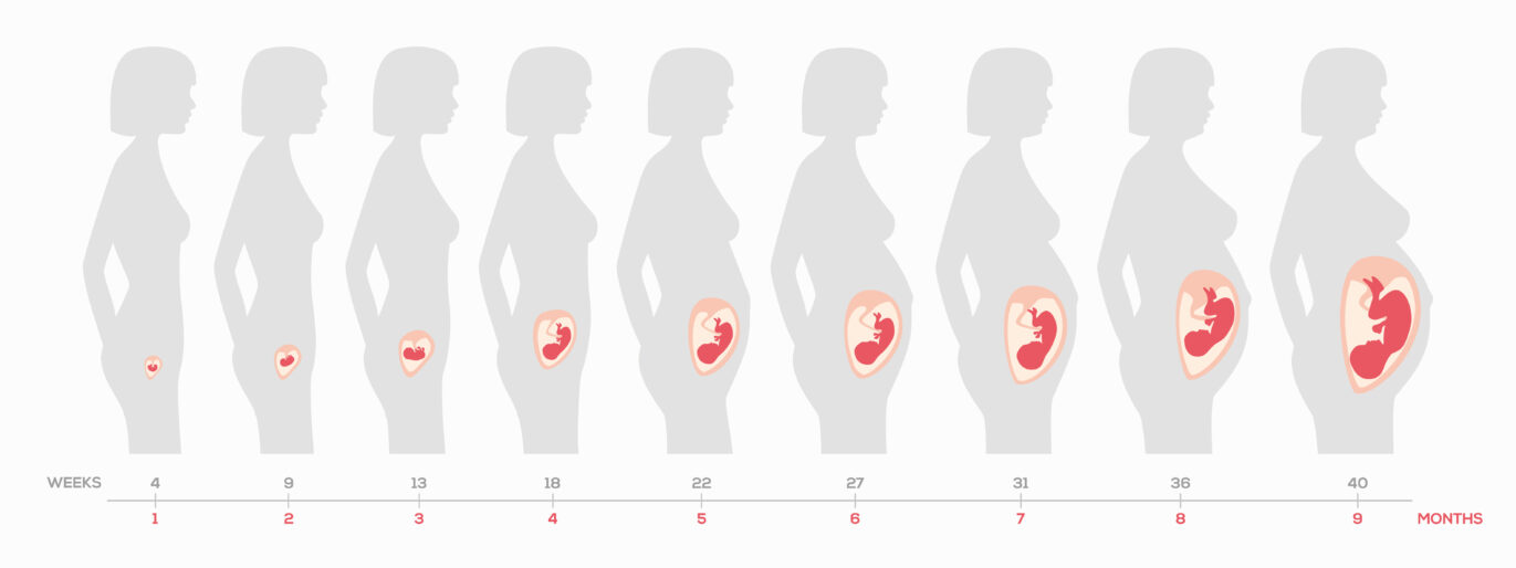 Infographic showing the stages of pregnancy