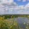 A beautifully calm Somerset river scene with the river flowing towards us and the banks and front frame are lined with yellow wild flowers. Fluffy white clouds decorate the blue sky above.