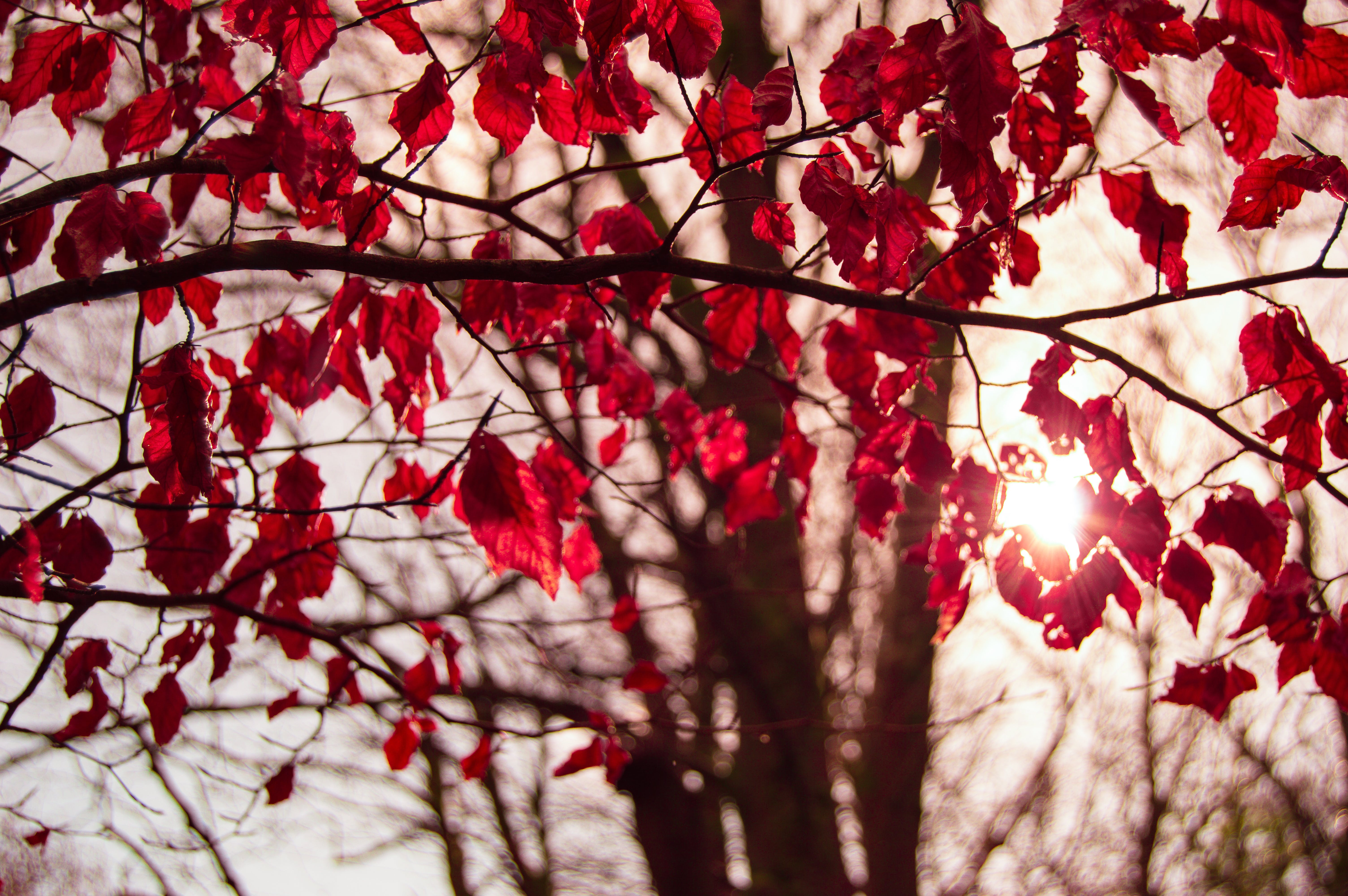 red leaves on a tree