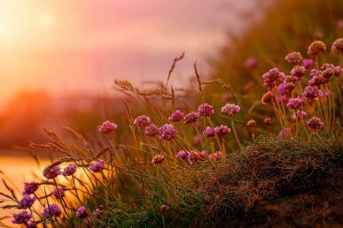 Pink flowers in the sunset