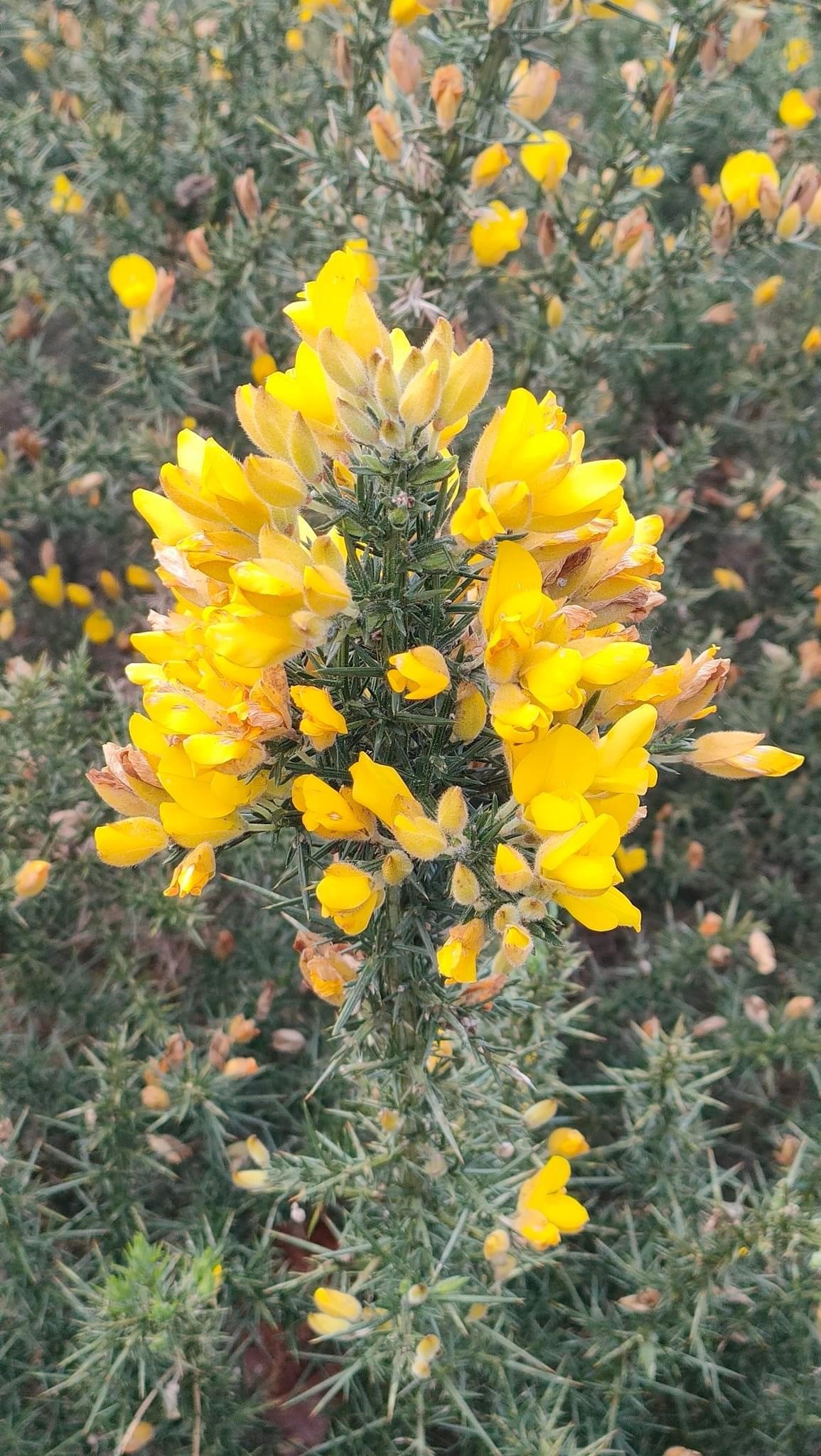 a gorse flower