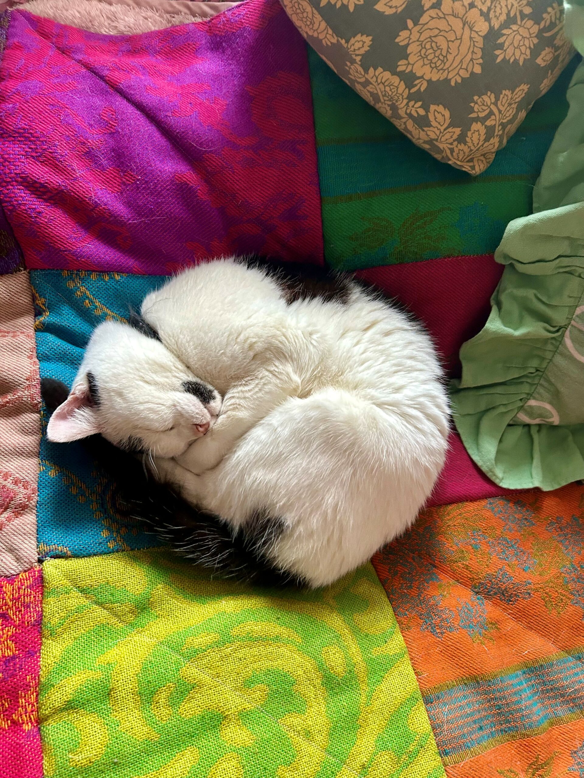 a sleeping white cat