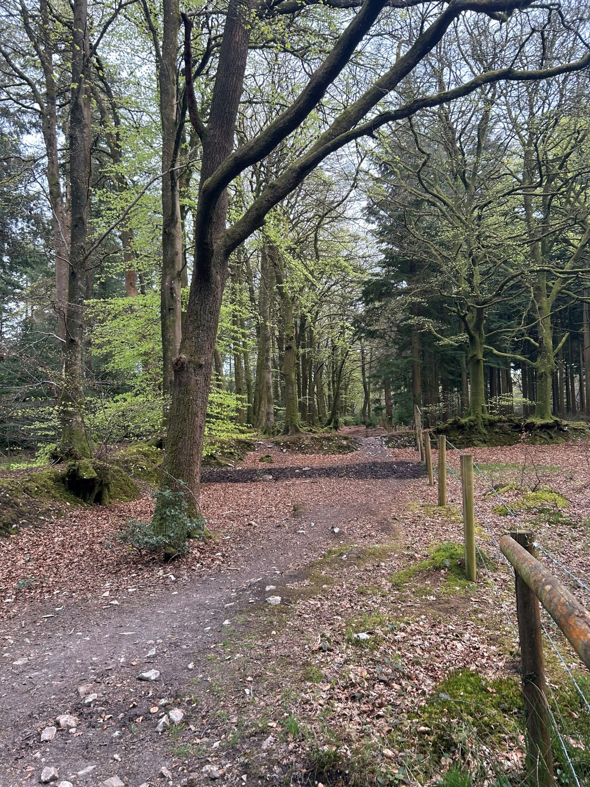 trees in a wood