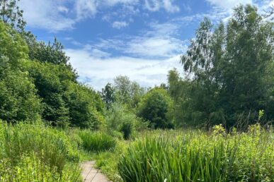 bridge through a meadow