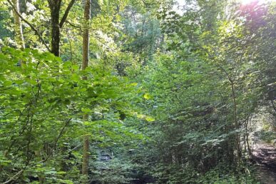 woods