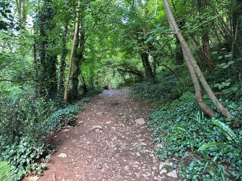 a woodland path