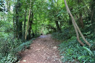 a woodland path