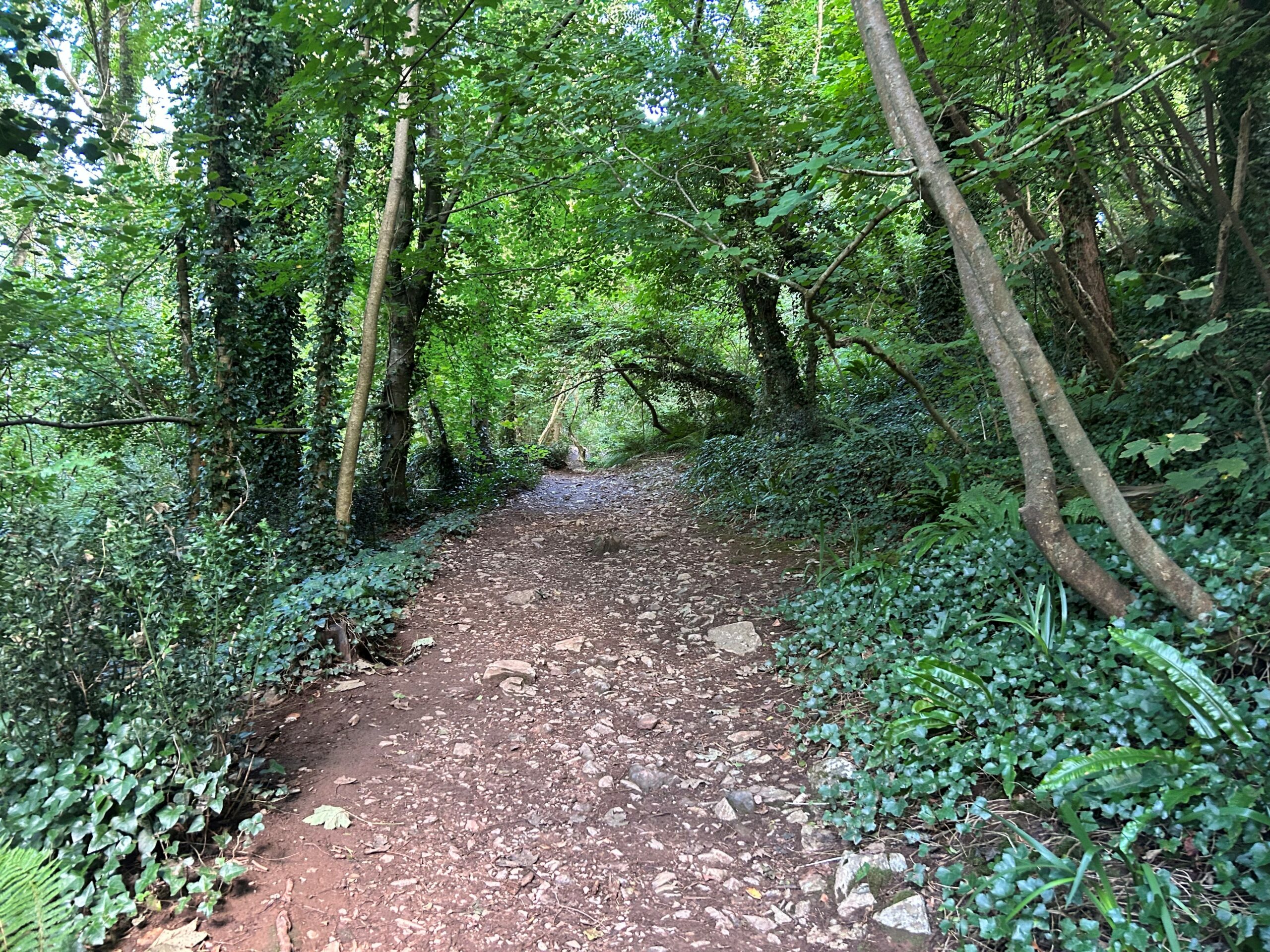 a woodland path