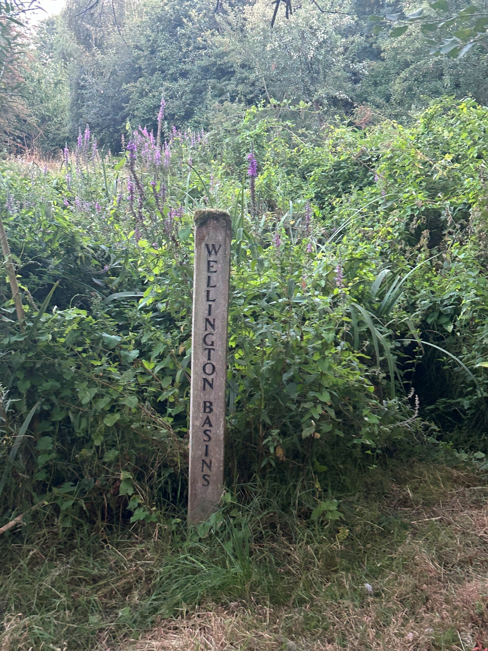 a woodland area with a wooden post