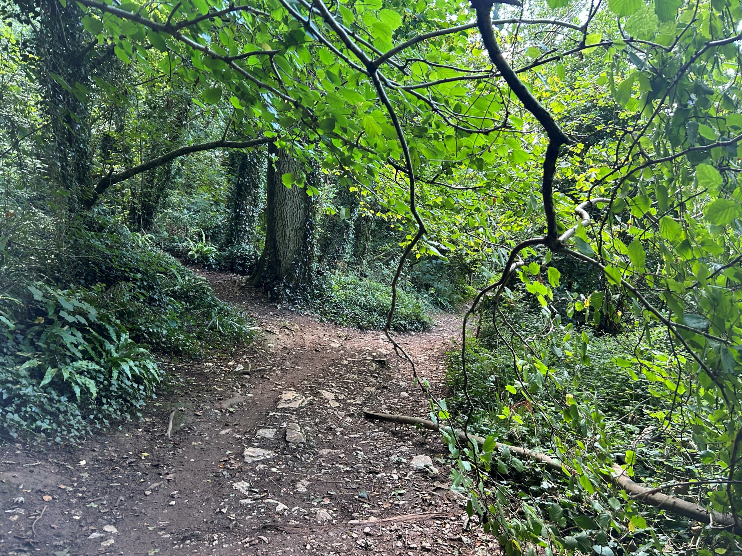 part of the southwest coast path thru a wood