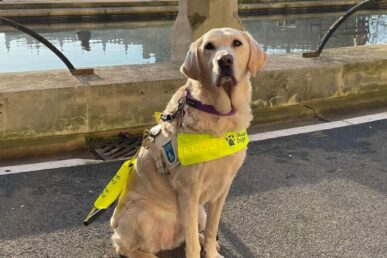 A photo of a golden retriever assistance dog called Lucy sat on a pavement