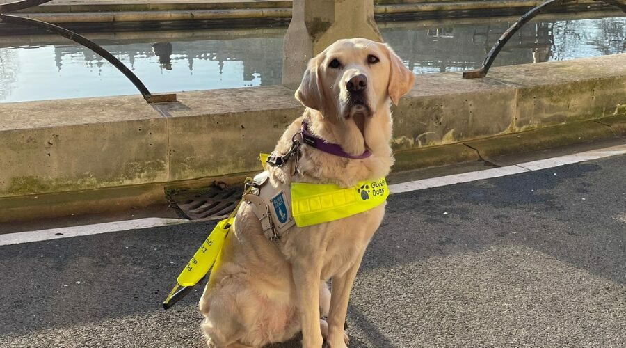 A fond farewell: Happy retirement to guide dog Lucy